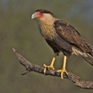 Southern Caracara